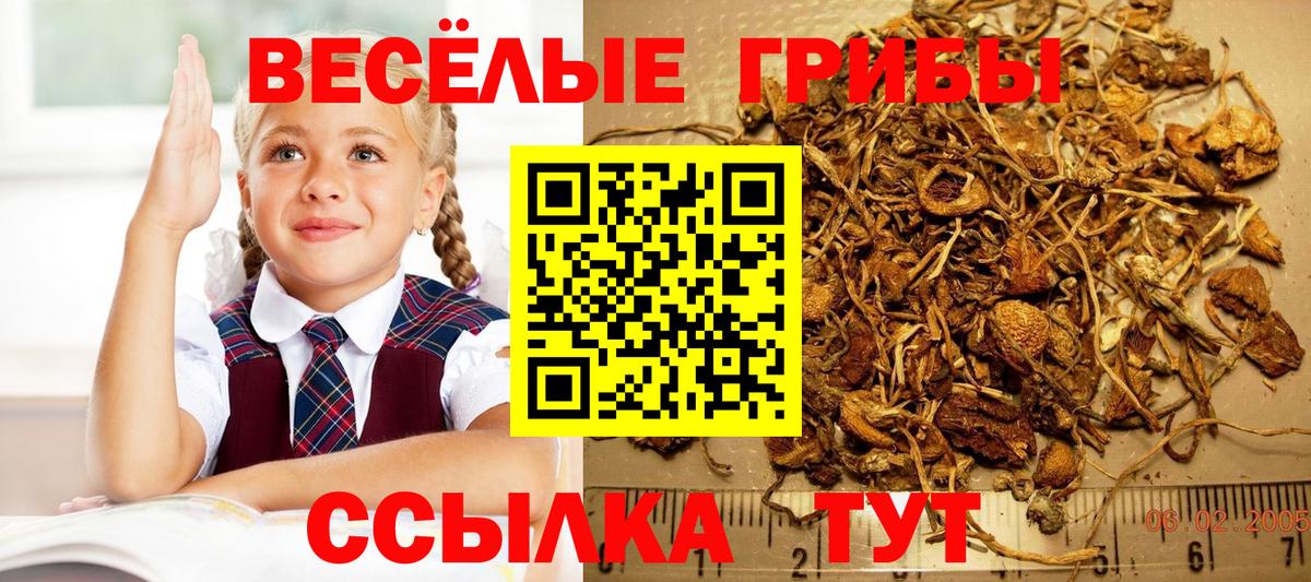 Псилоцибиновые грибы MAGIC MUSHROOMS Курчалой